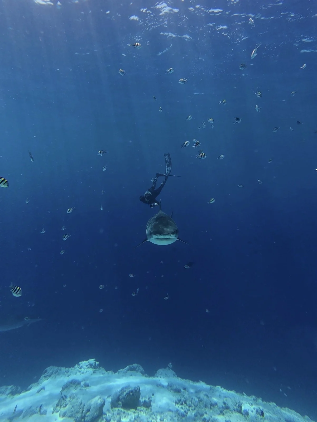 Dropping in toward a tiger shark on the reef at Fuvahmulah. | Diving with a tiger shark in Fuvahmulah Maldives, cageless shark diving, Pelagic Divers Fuvahmulah, Nomadic Addictt.