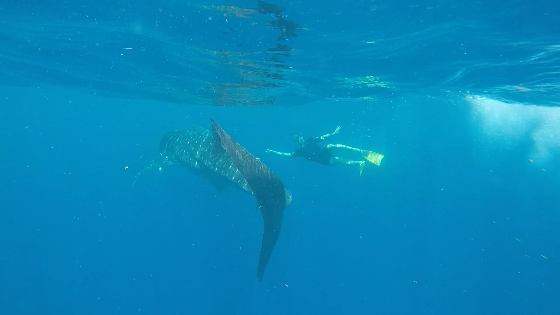 Whale Sharks in Isla Mujeres: The Leap That Changed Everything - Zac Spowart | Nomadic Addictt